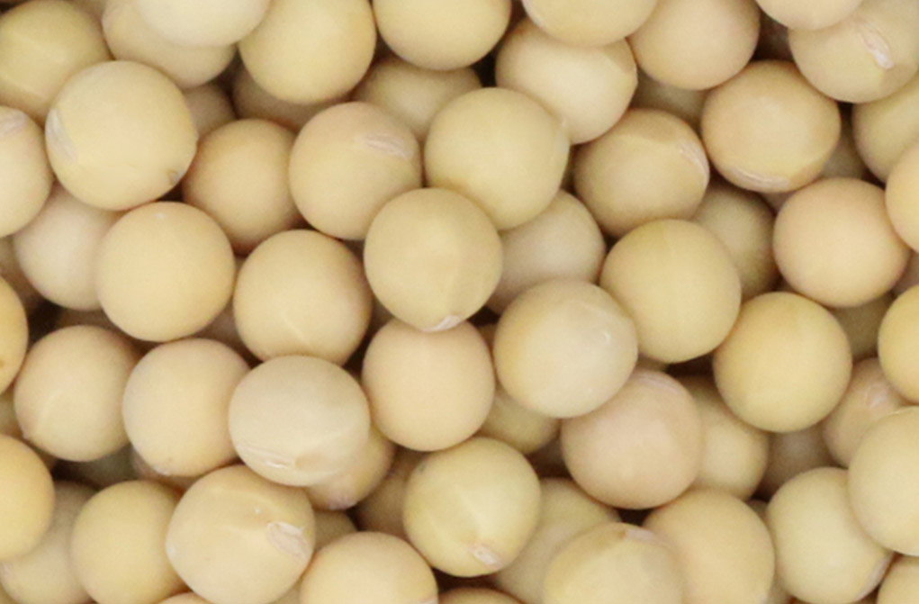 Soybean