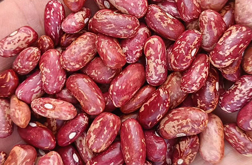 Red Speckled Kidney Beans