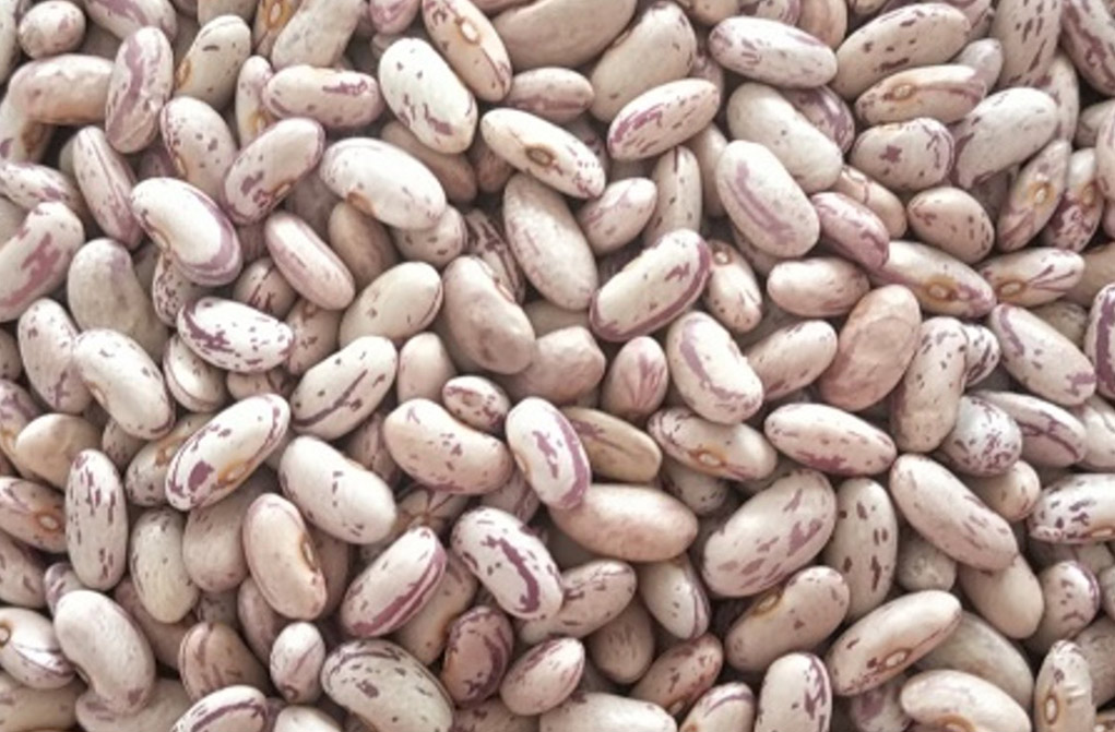 Light Speckled Kidney Beans