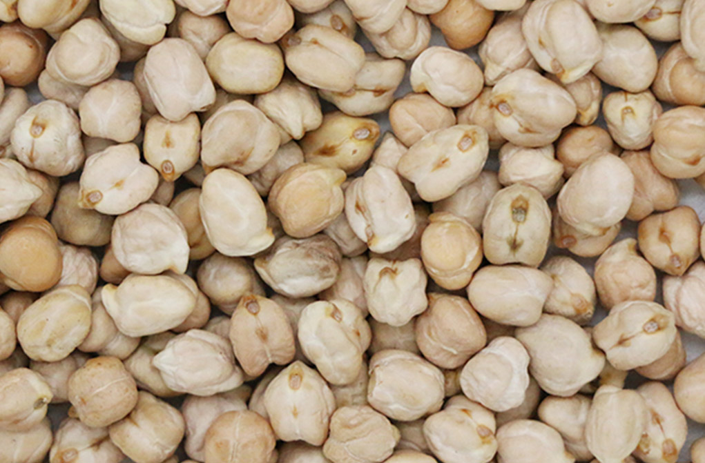  Chickpea